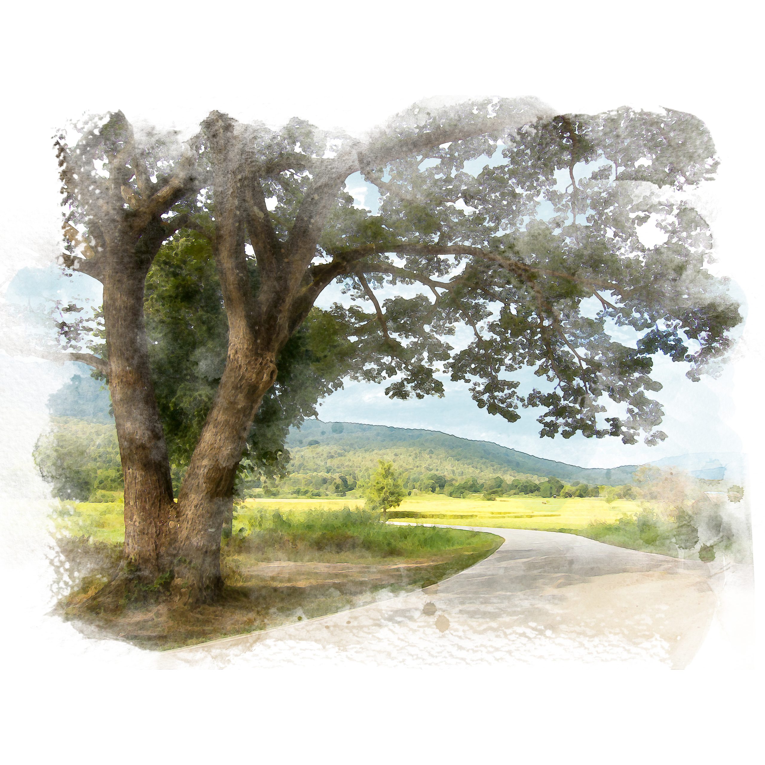 Country road and big rain tree with rice field and mountain background. Watercolor painting (retouch).
